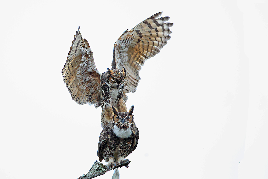 IMAGE: http://www.flightschoolphotography.com/GHS/GHS19.jpg