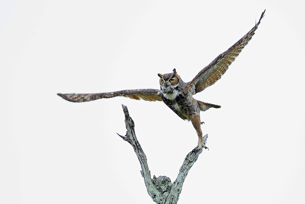 IMAGE: http://www.flightschoolphotography.com/GHS/GHS2.jpg