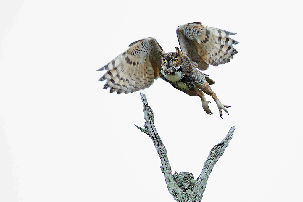 IMAGE: http://www.flightschoolphotography.com/GHS/GHS3.jpg