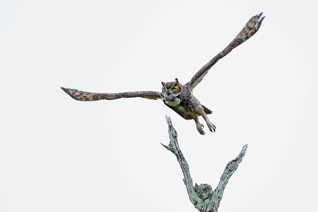 IMAGE: http://www.flightschoolphotography.com/GHS/GHS4.jpg