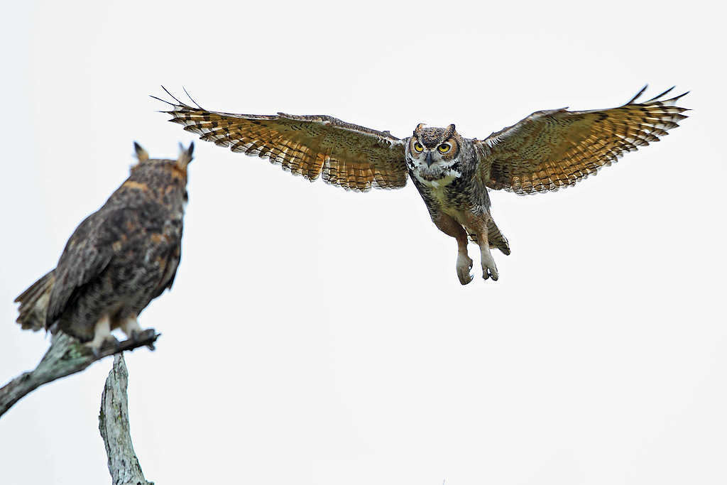 IMAGE: http://www.flightschoolphotography.com/GHS/GHS7.jpg