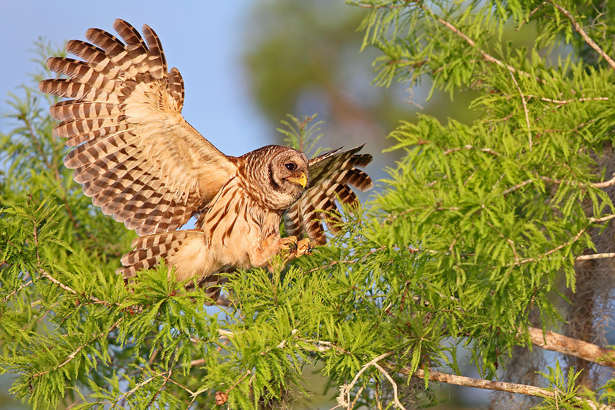 IMAGE: http://www.flightschoolphotography.com/POTN/BRO/BRO2.jpg