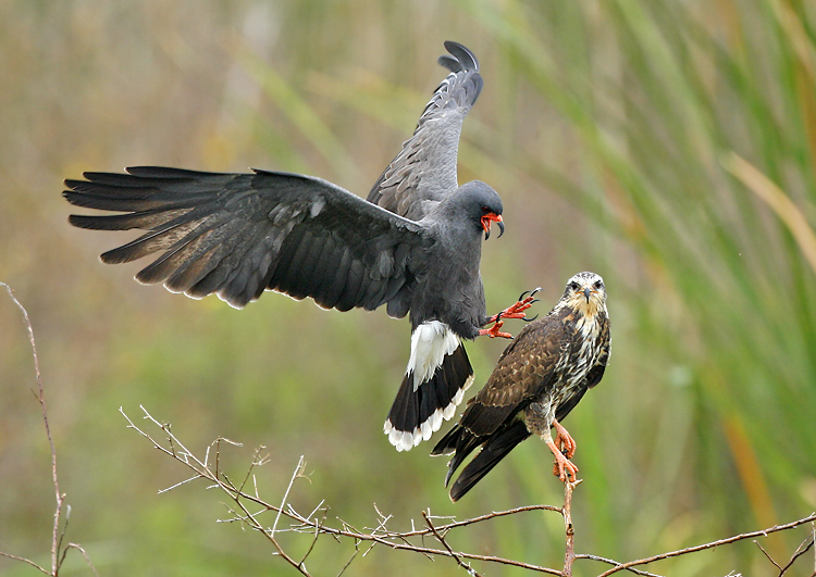 Snail Kite Rostrhamus sociabilis Carnivora