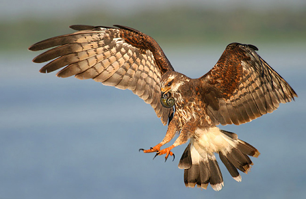 Female Snail Kite